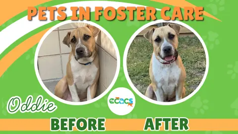 Pets in Foster Care. A dog named Oddie. Before and After photo.