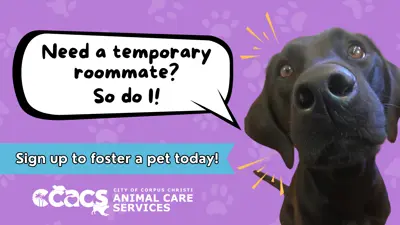 Need a temporary roommate? So do I! Sign up to foster a pet today.