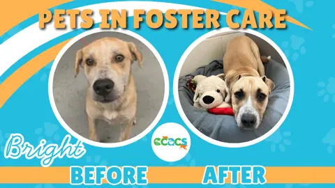 Pets in Foster Care. A dog named Bright. Before and After photo.