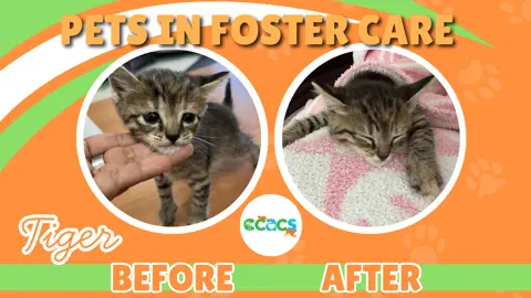 Pets in Foster Care. A cat named Tiger. Before and After photo.