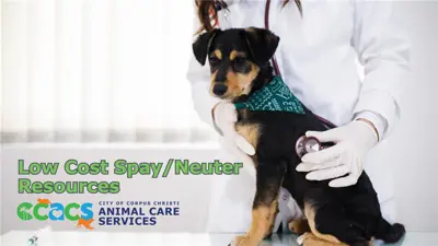 Low Cost Spay/Neuter Resources